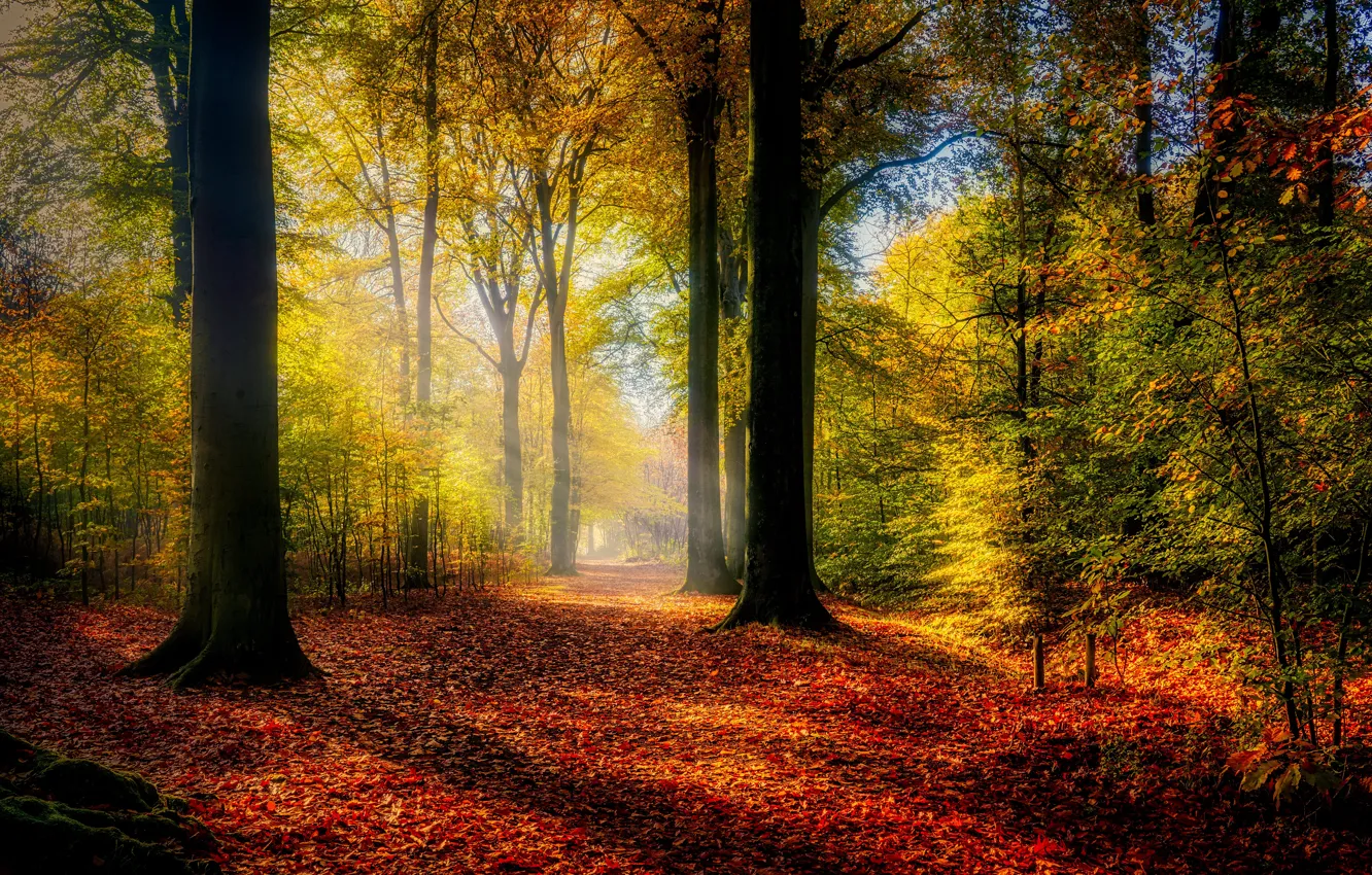 Фото обои осень, лес, свет, деревья, туман, парк, листва, дорожка