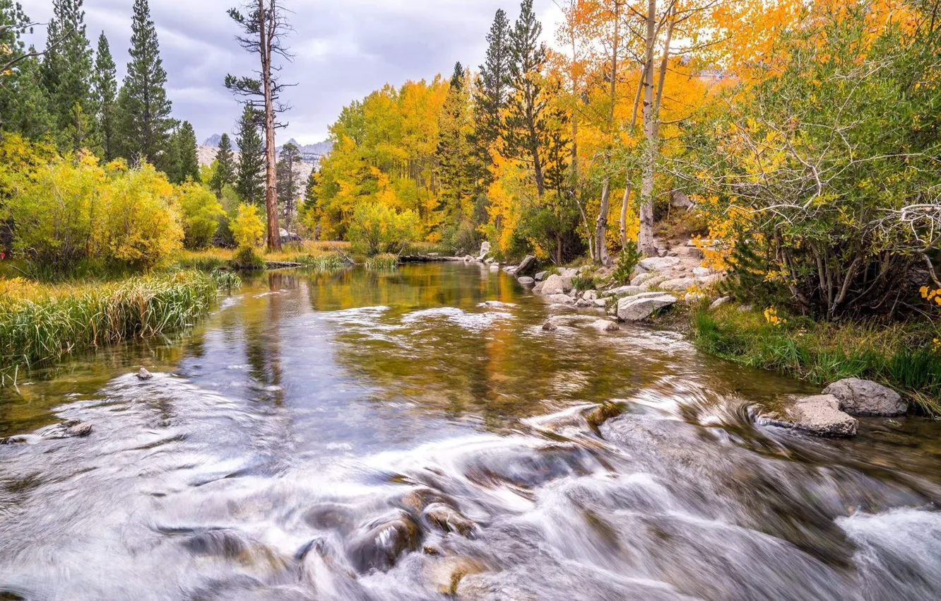 Фото обои осень, река, поток