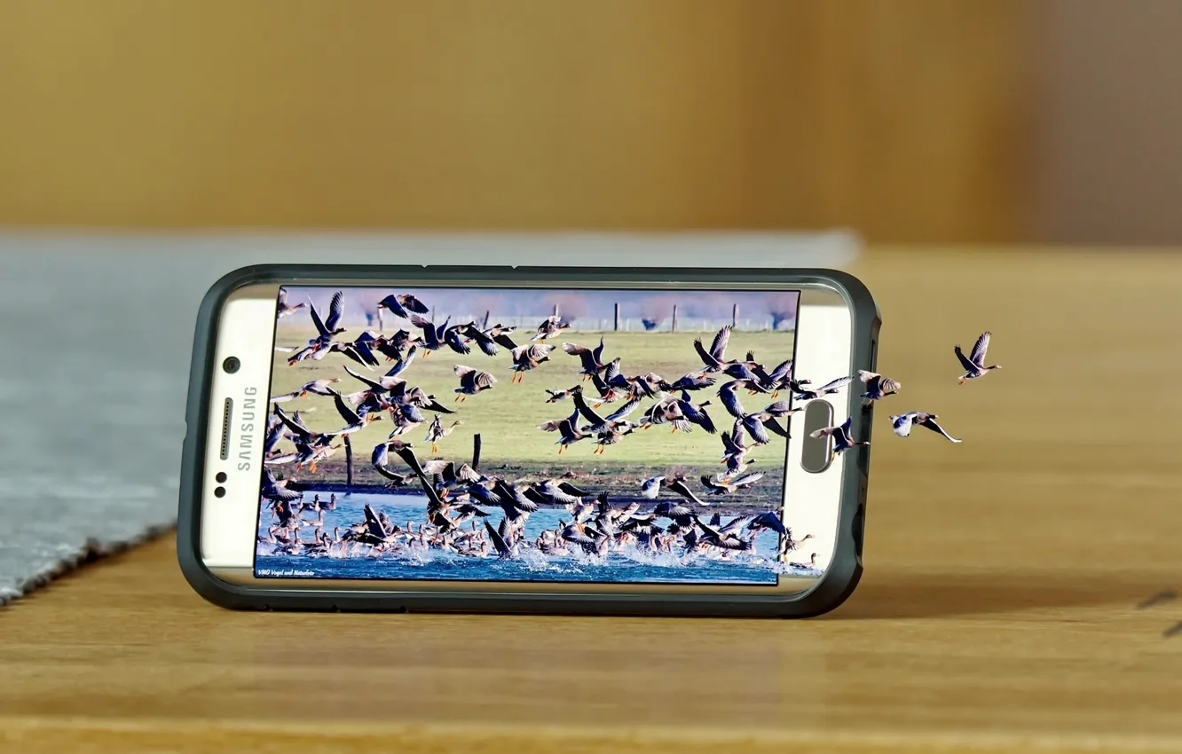 Фото обои птицы, природа, смартфон, Samsung, Samsung Galaxy S6 Edge
