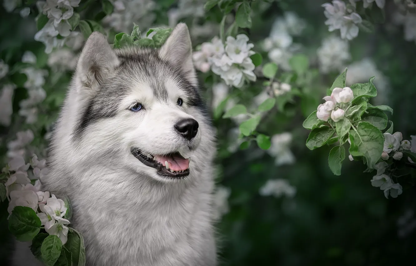 Фото обои морда, ветки, собака, весна, яблоня, цветение, Хаски, Светлана Писарева