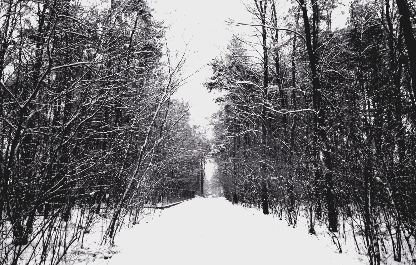 Фото обои Зима, Деревья, Снег, Мороз, Дорожка, Winter, Frost, Snow