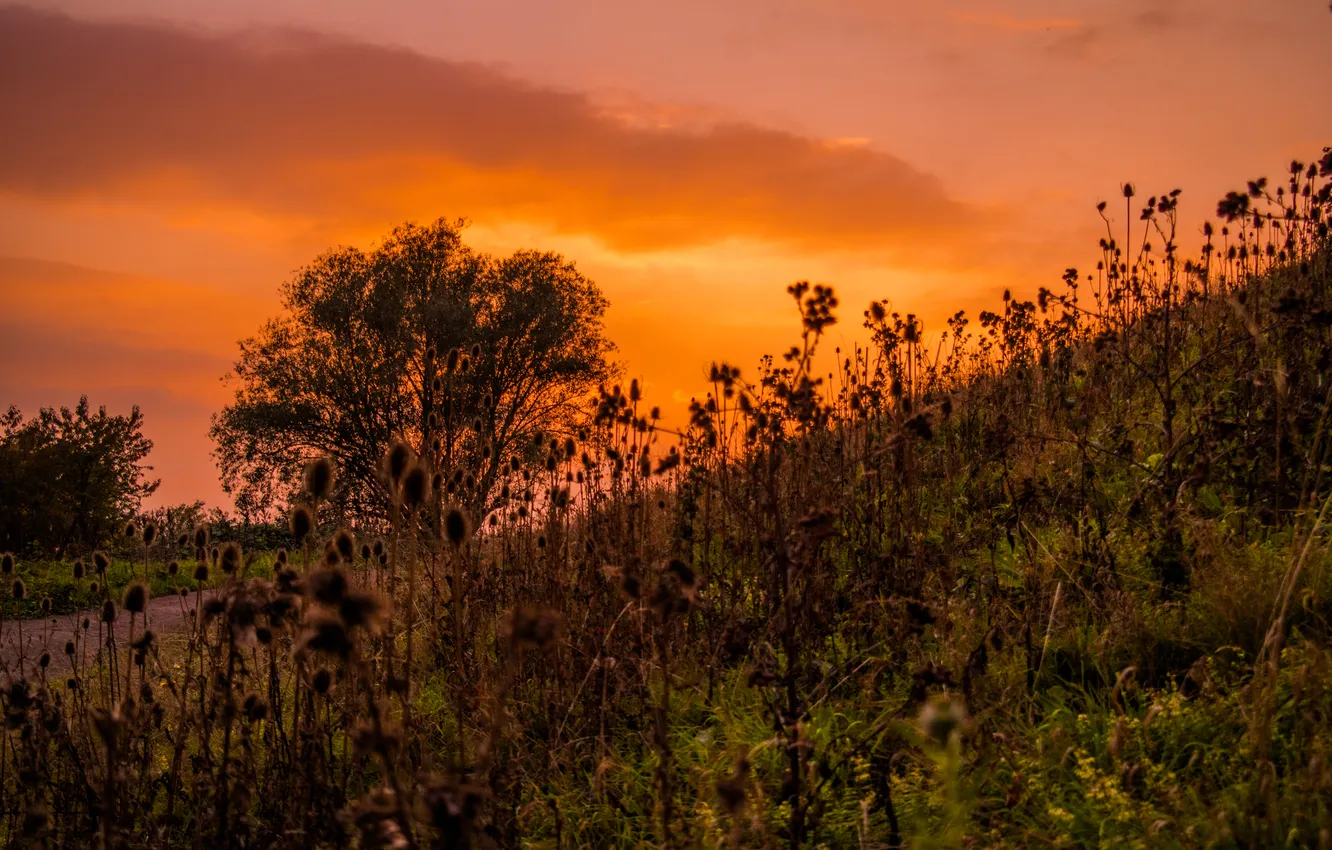 Фото обои Clouds, Sky, Grass, Tree, Sunset, Autumn, Road, Hill