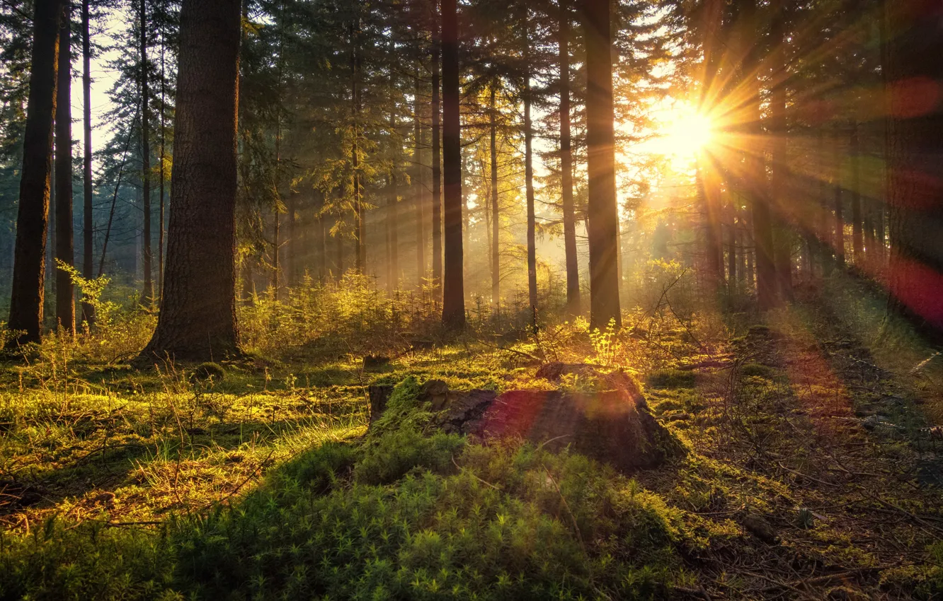Фото обои лес, солнце, деревья, рассвет, мох, утро, Германия, Germany