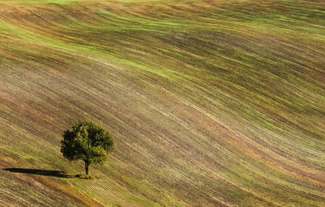 Фото обои поле, дерево, Чехия, Czech
