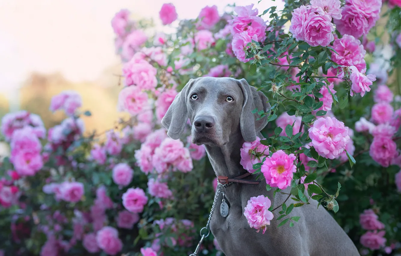 Фото обои взгляд, морда, цветы, розы, собака, розовый куст, Веймаранер, Веймарская легавая