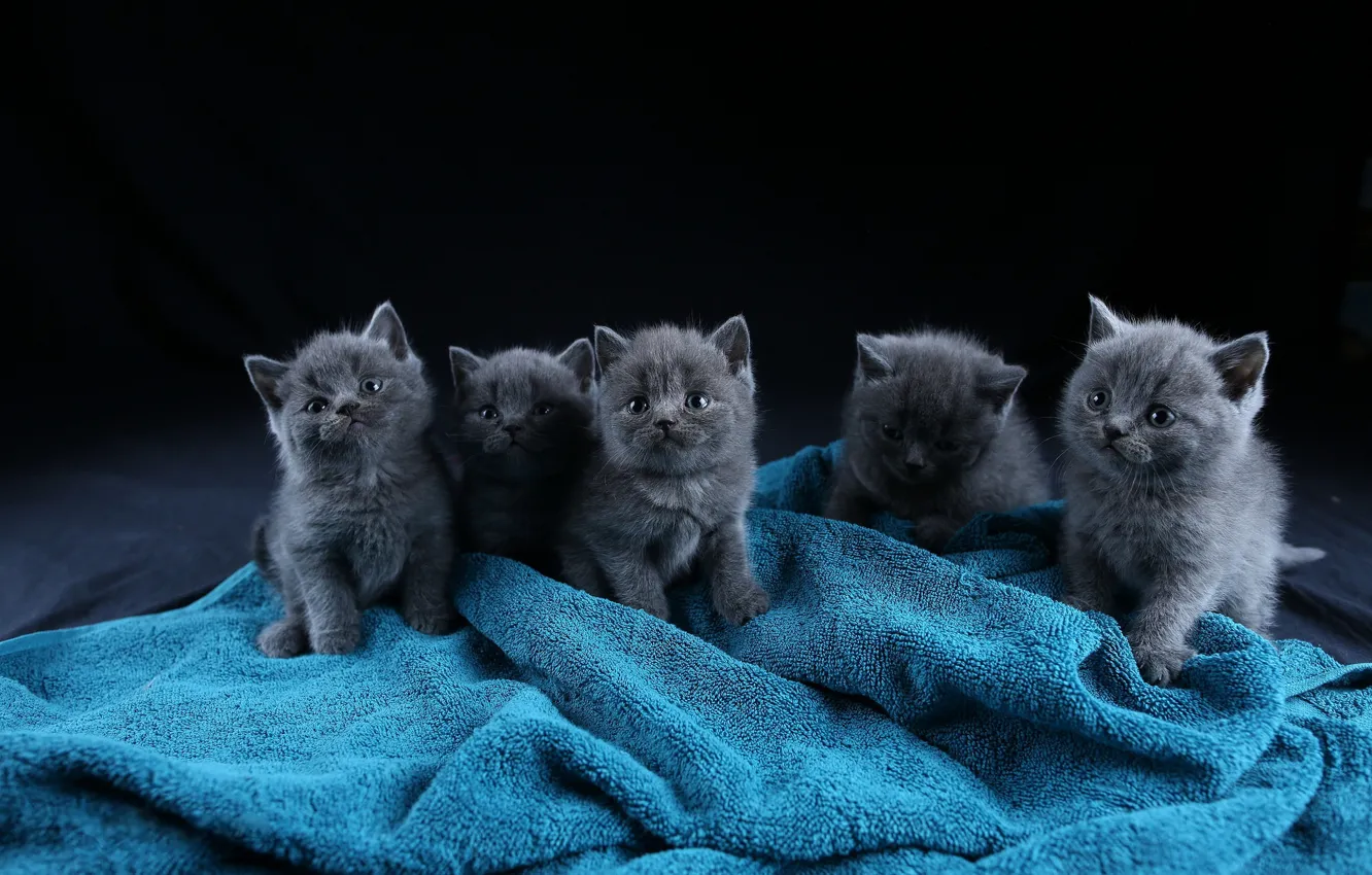 Фото обои кошки, котенок, голубое, котята, черный фон, котёнок, малыши, серые