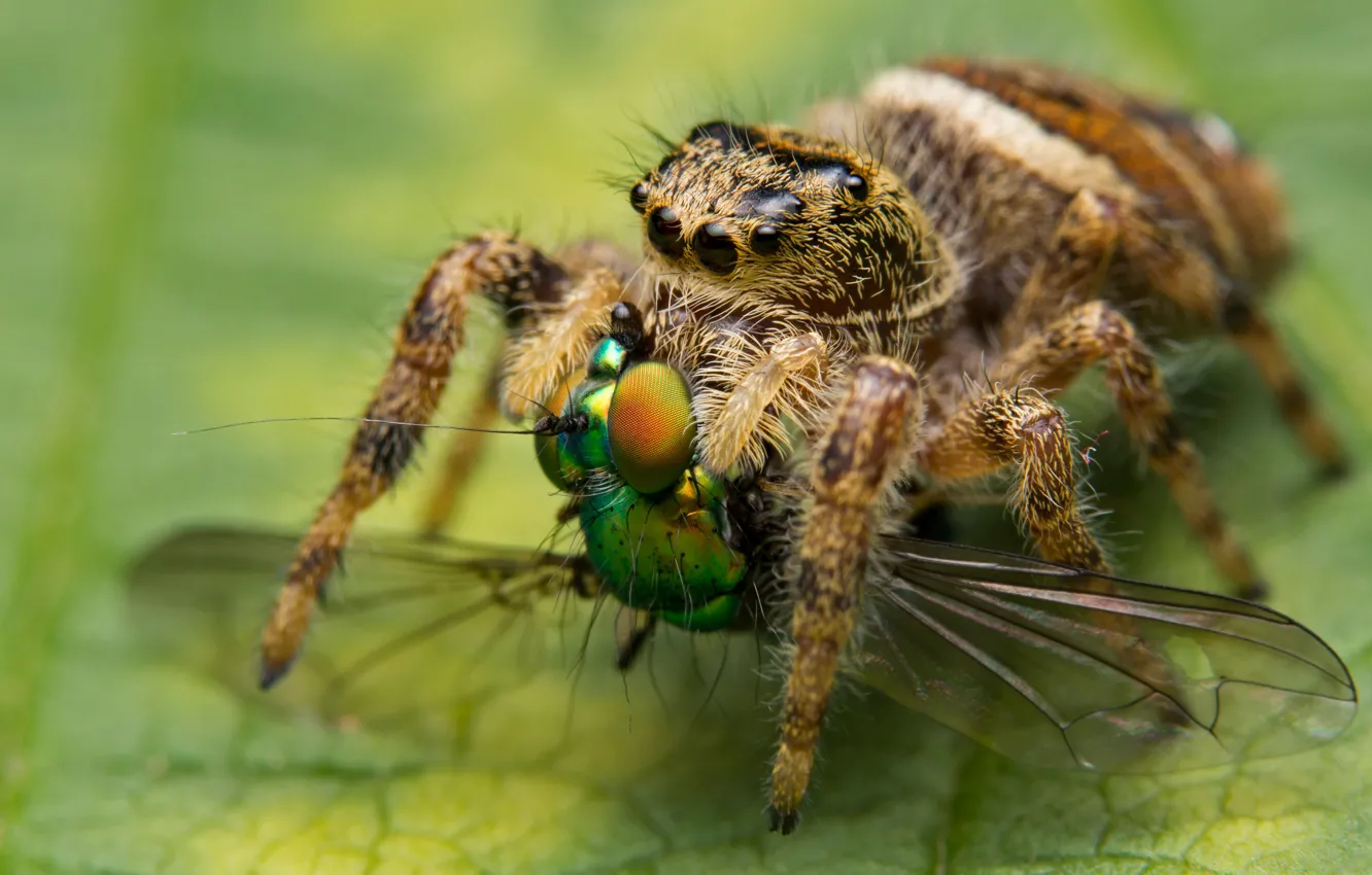 Фото обои макро, зеленый, фон, листок, паук, добыча, джампер, трапеза