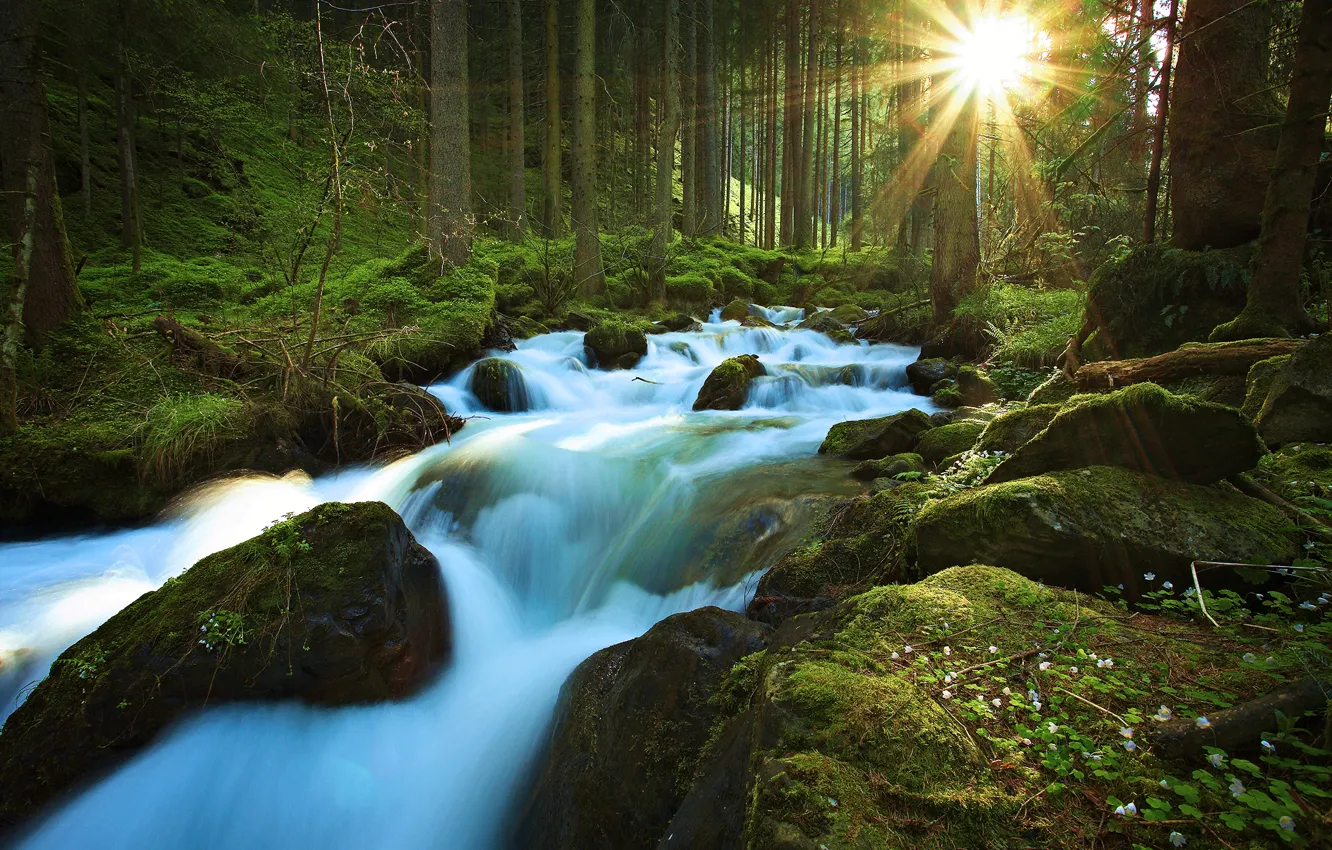 Фото обои лес, солнце, лучи, деревья, природа, река, ручей, камни