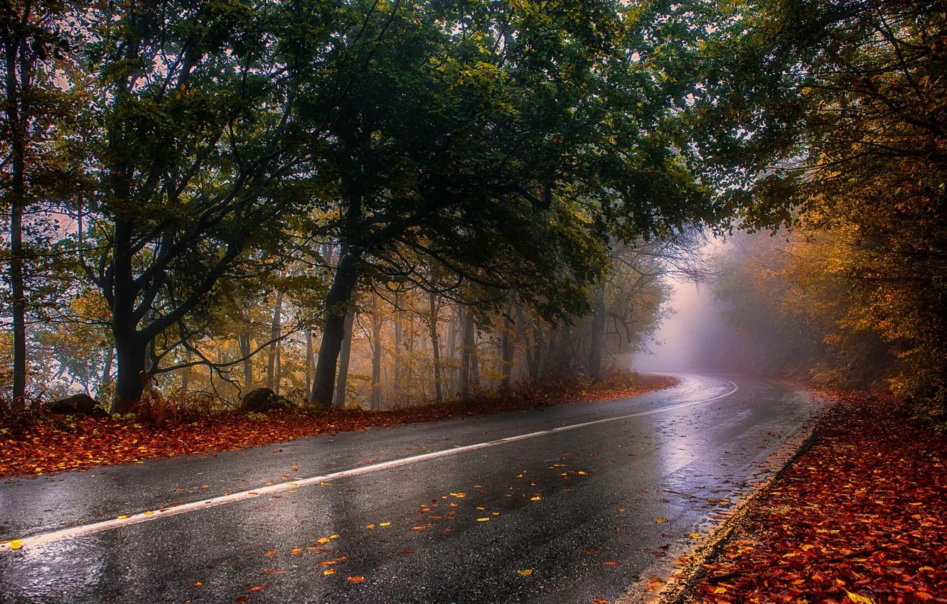 Фото обои дорога, осень, деревья, пейзаж, природа, туман
