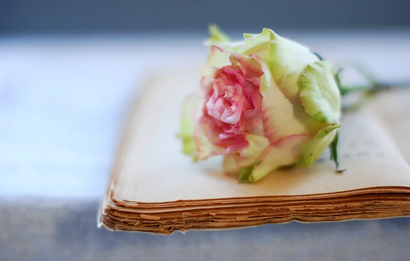 Фото обои цветок, роза, книга, страницы, старая
