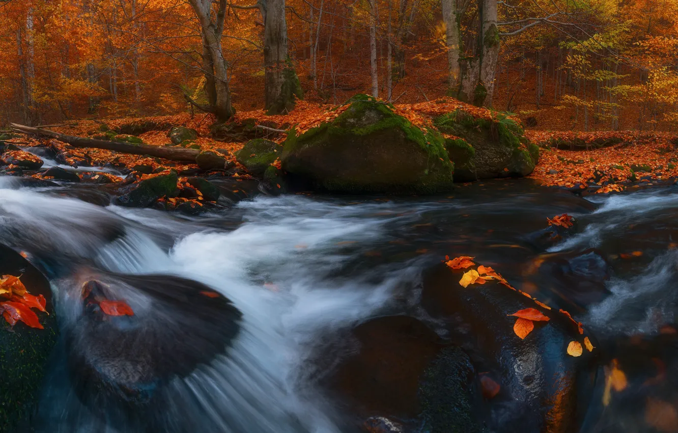 Фото обои осень, листья, водопад