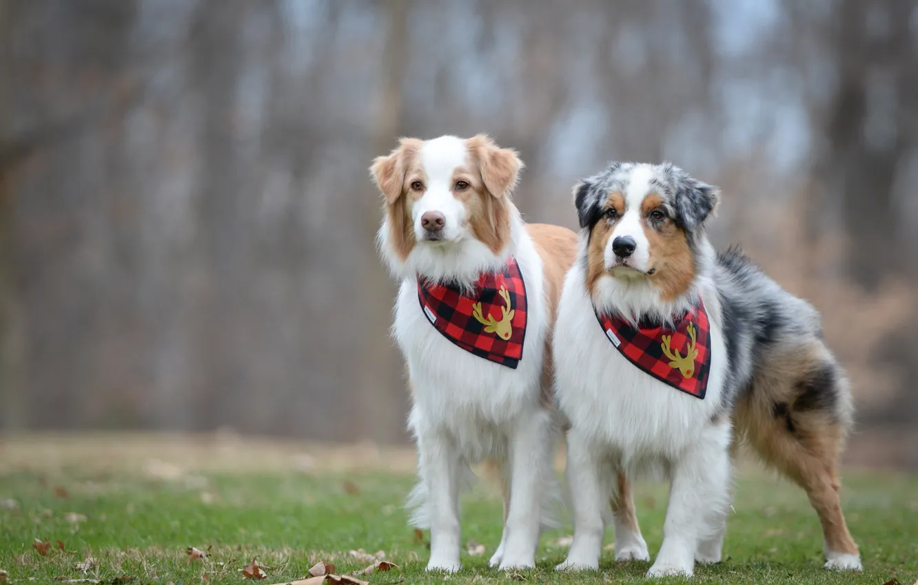 Фото обои собаки, пара, Австралийская овчарка, Аусси