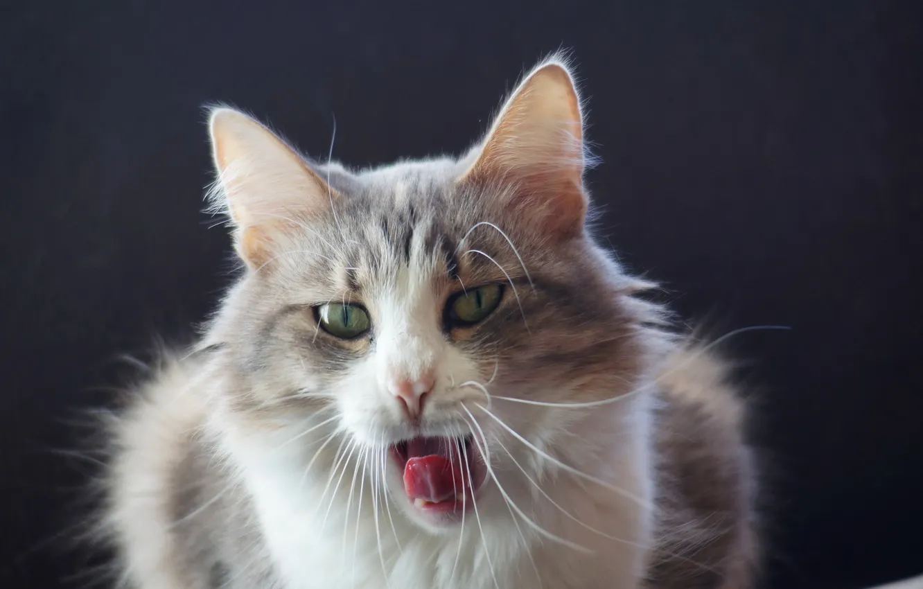 Фото обои кошка, взгляд, фон