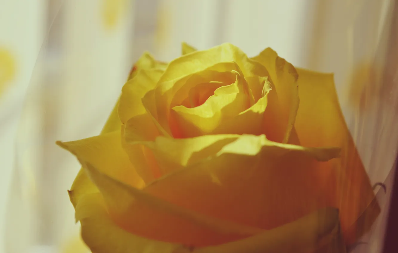 Фото обои роза, лепестки, желтая
