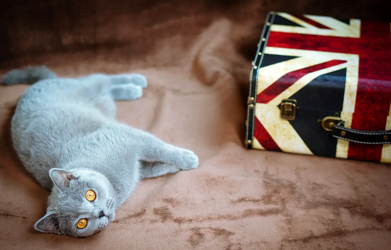 Фото обои кошка, глаза, кот, серый, желтые, флаг, Великобритания, лежит