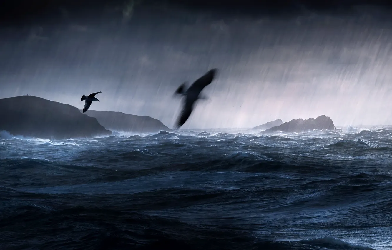 Фото обои море, птицы, шторм