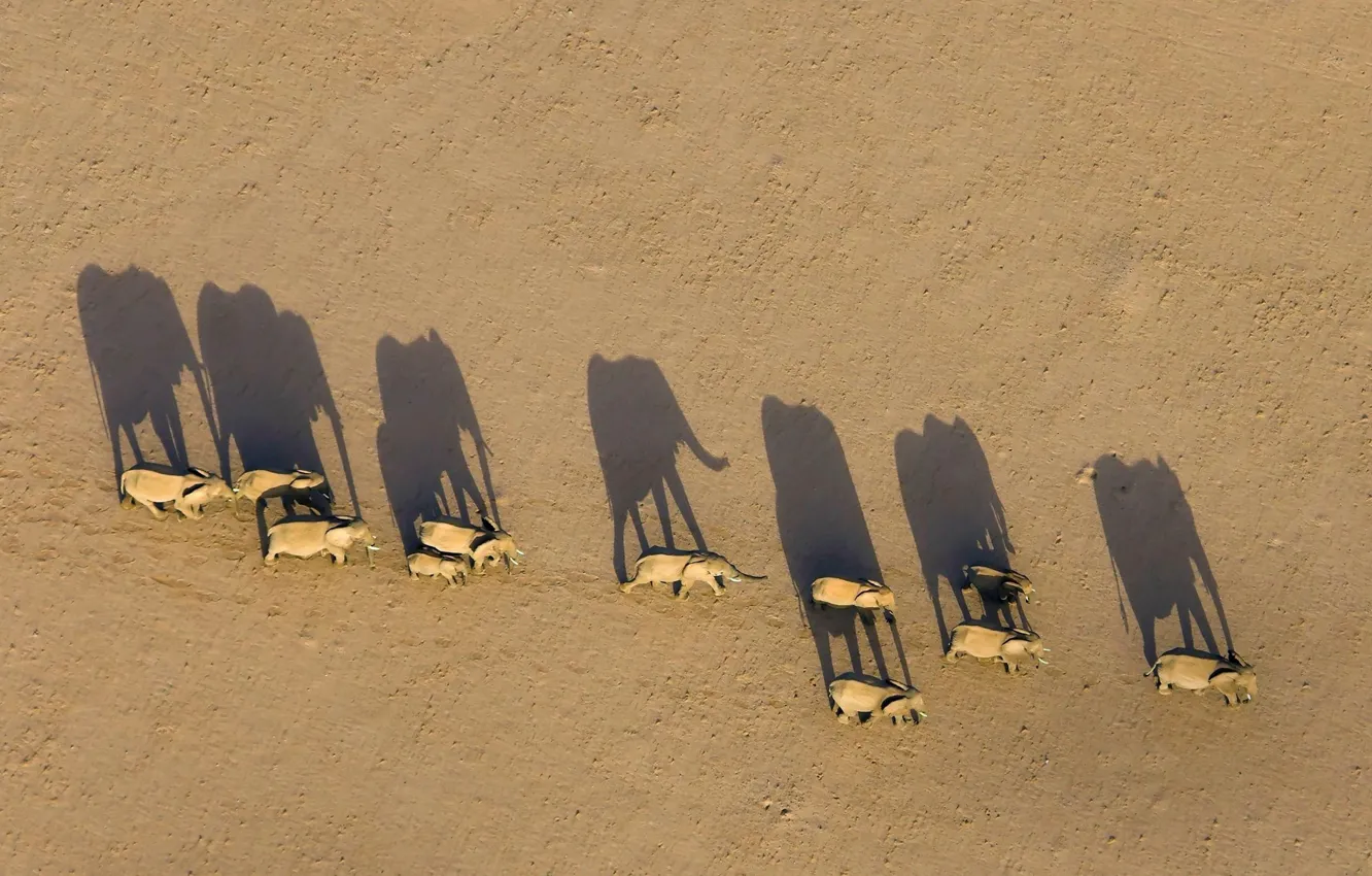 Фото обои тень, Африка, слоны, Намибия, стадо, Region Damaraland