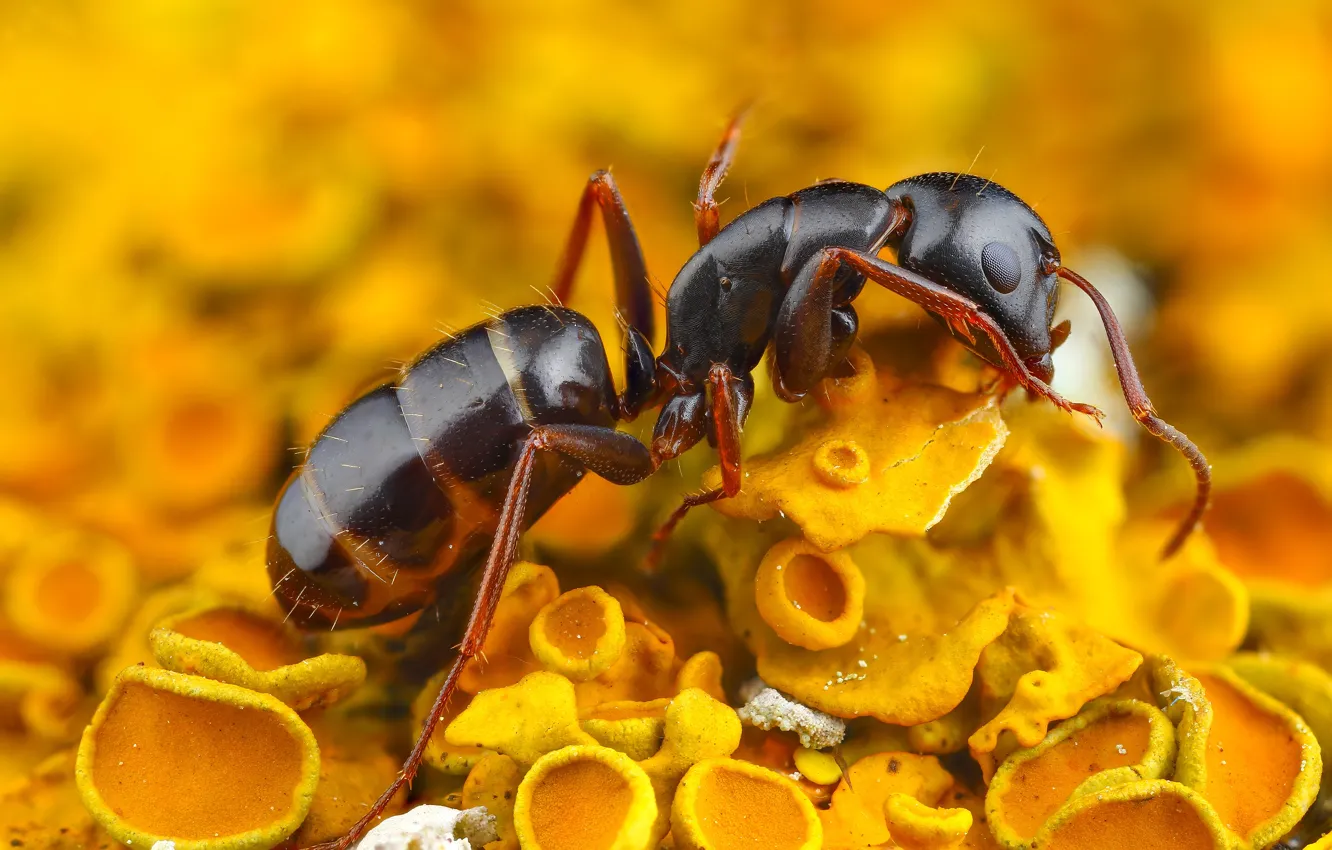Фото обои макро, желтый, фон, грибы, муравей, насекомое