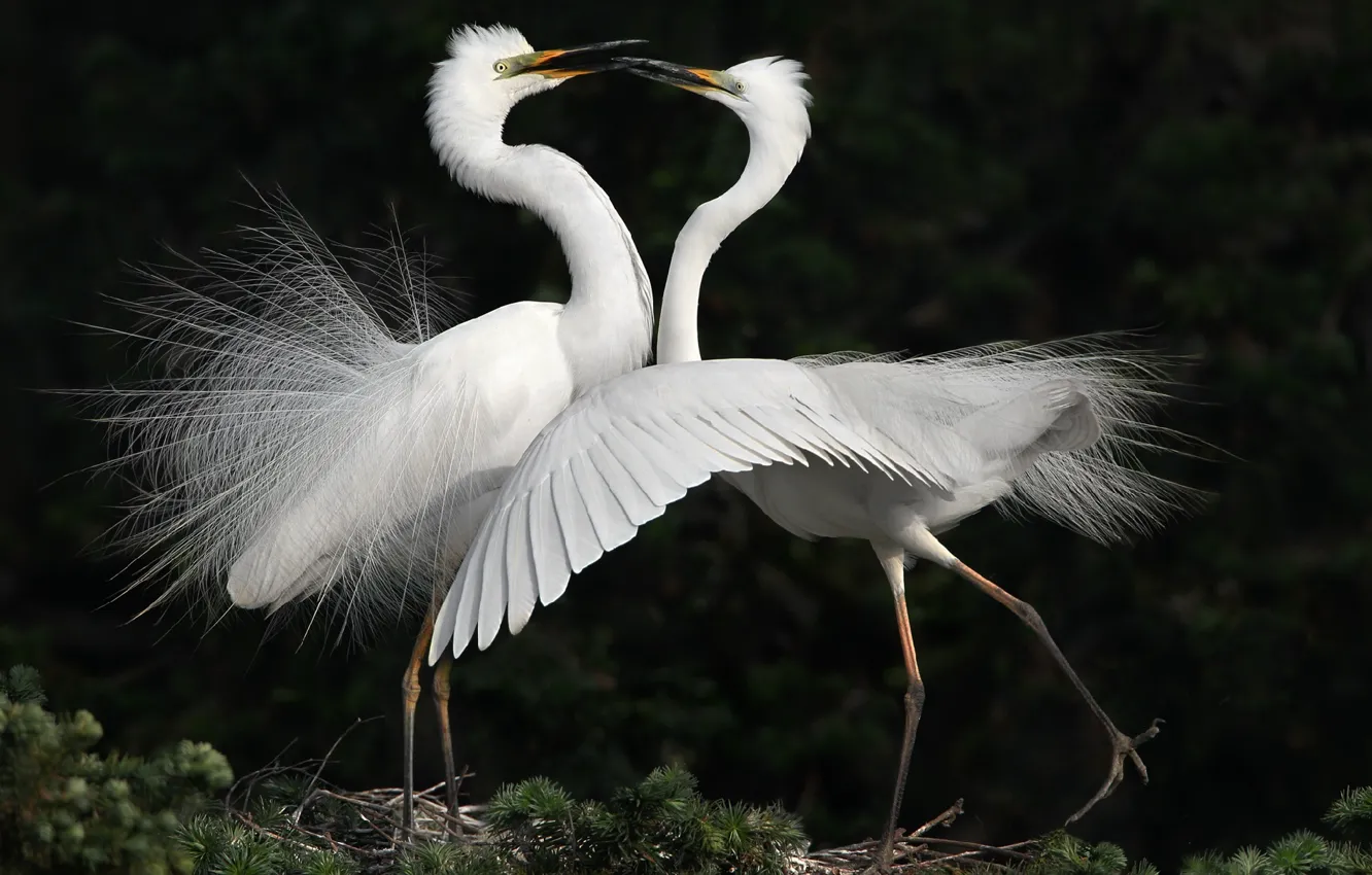 Фото обои птицы, танец, белые, цапли
