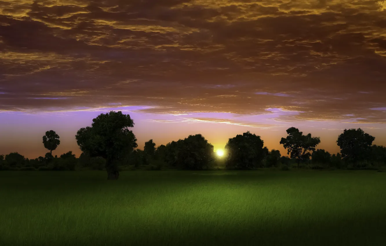 Фото обои поле, закат, дерево