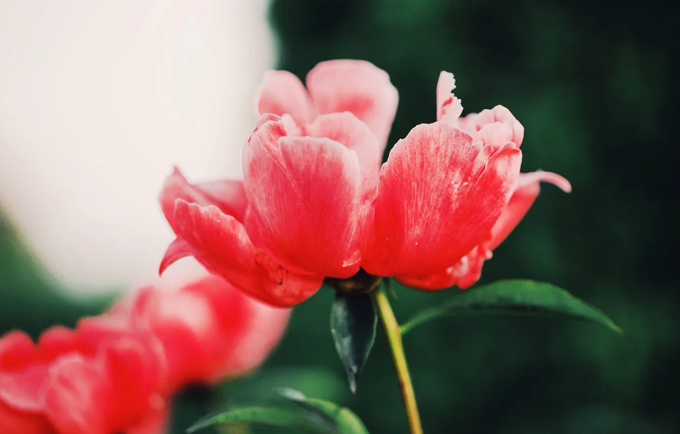Фото обои цветок, красный, розовый, лепестки