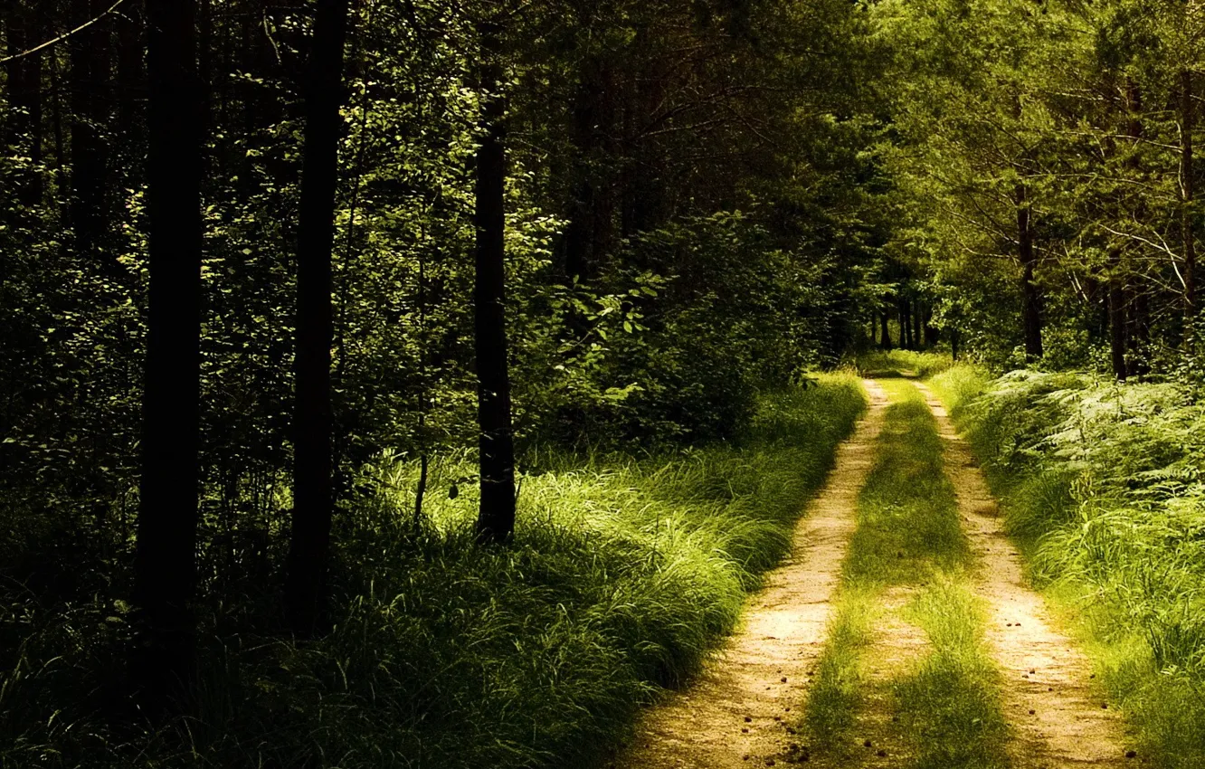 Фото обои дорога, лес, тропа