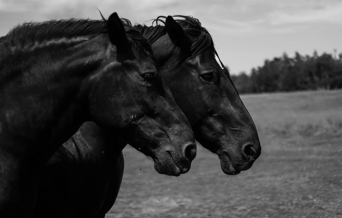 Фото обои black, horses, wild