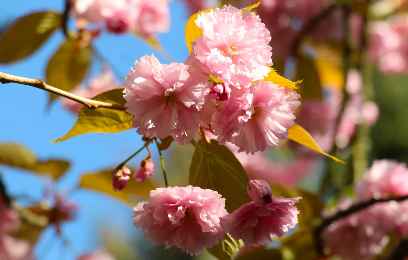 Фото обои flowers, spring, Japanese cherry