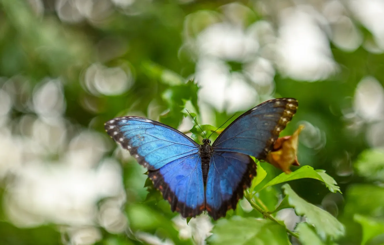 Фото обои листья, макро, фон, бабочка, насекомое, синяя, голубая, боке