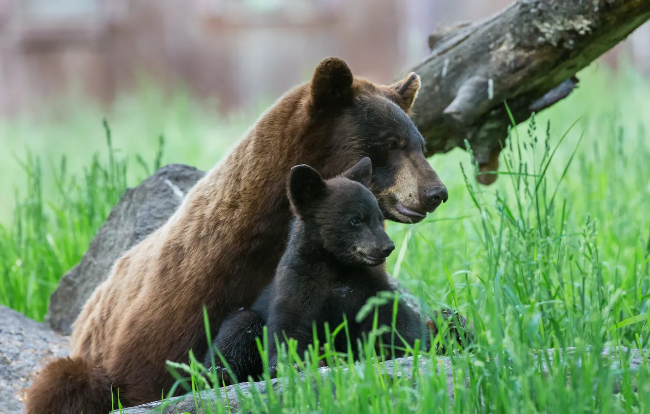 Фото обои малыш, медведи, мама