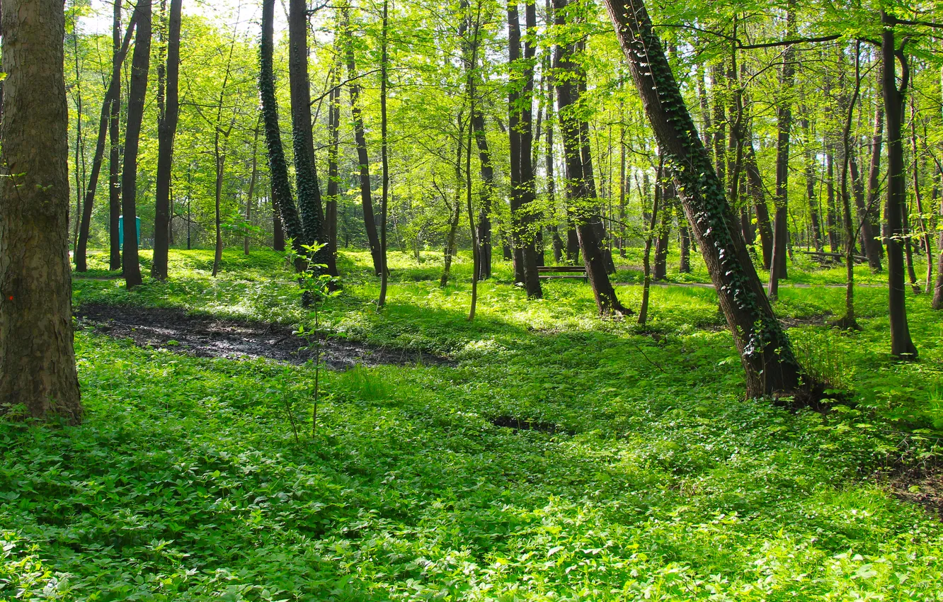 Фото обои green, forest, trees, park, spring