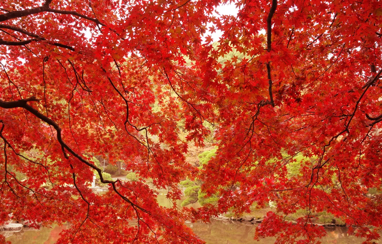 Фото обои осень, листья, деревья, ветки, пруд, парк, клен, багрянец