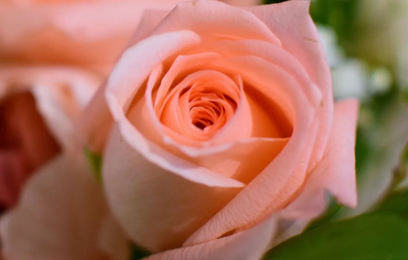 Фото обои розовая, роза, бутон
