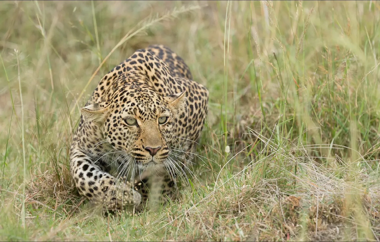 Фото обои кошки, желание, хищник, охотник, predator, desire, hunter, Cats