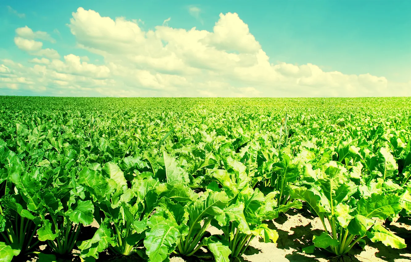 Фото обои green, sky, blue, plant, crop, soil