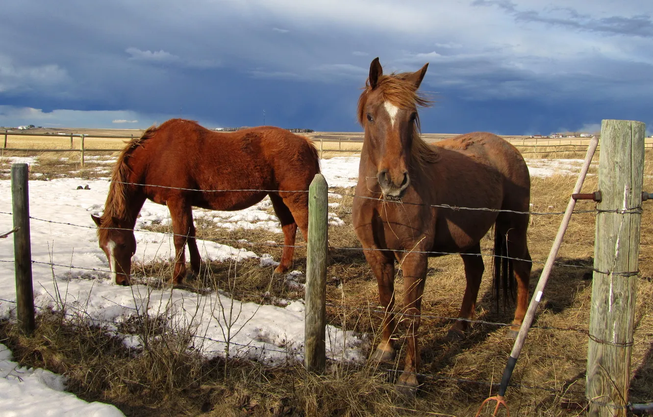 Фото обои поле, природа, забор, кони