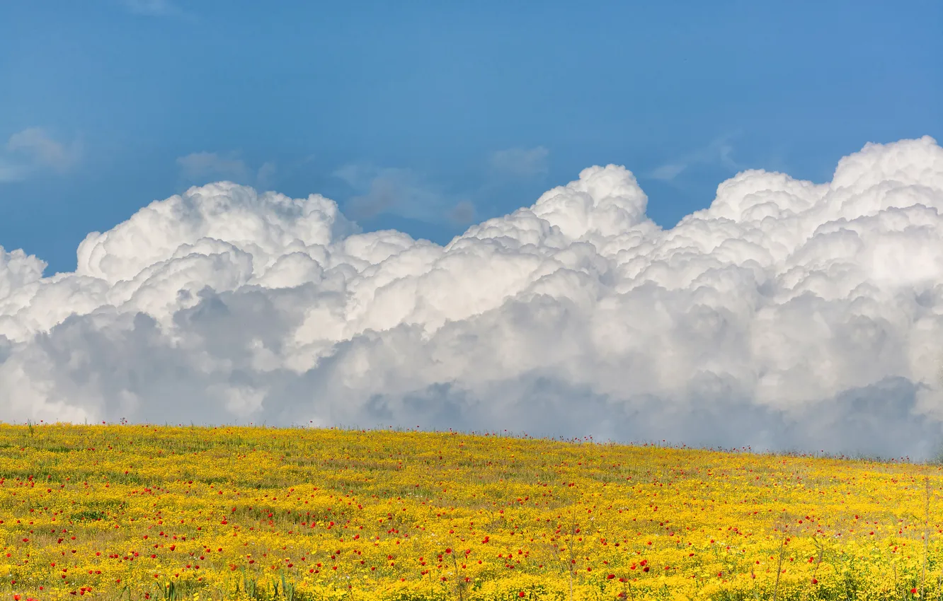 Фото обои поле, небо, облака, цветы