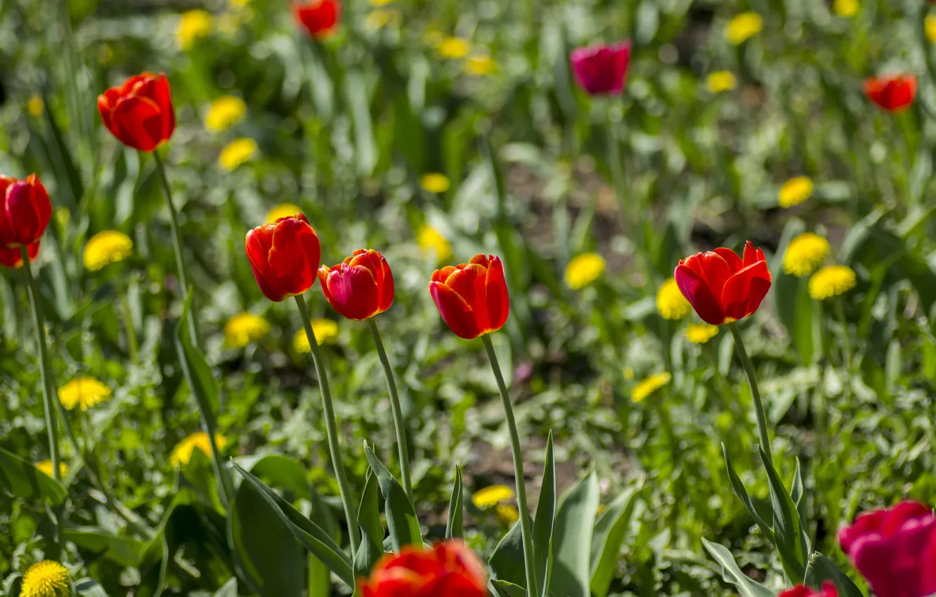 Фото обои красное, весна, тюльпаны, зелёное