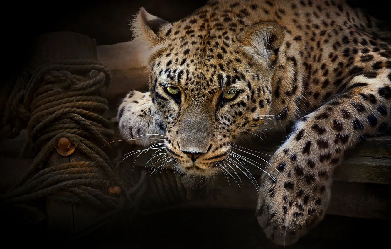 Фото обои взгляд, морда, темный фон, портрет, лапы, веревка, леопард, канат