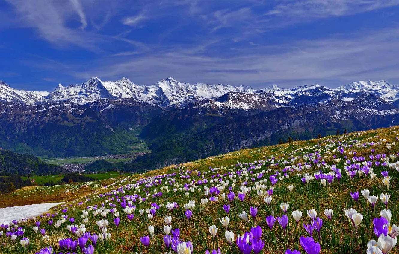 Фото обои трава, снег, цветы, горы, весна, склон, крокус