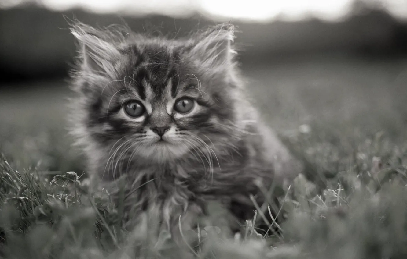 Фото обои трава, котенок, серый, задумчивые глаза