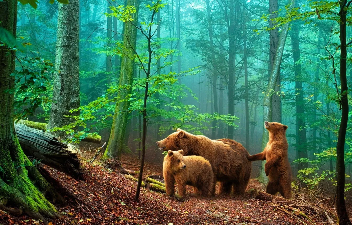 Фото обои лес, медведи, мишки в лесу