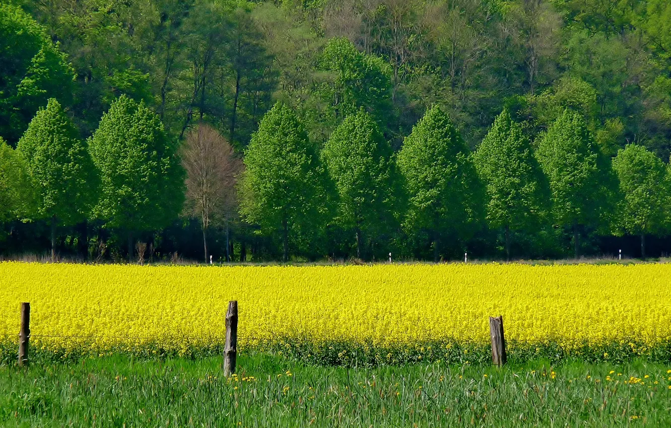 Фото обои поле, деревья, цветы, весна, Nature, trees, field, жёлтые