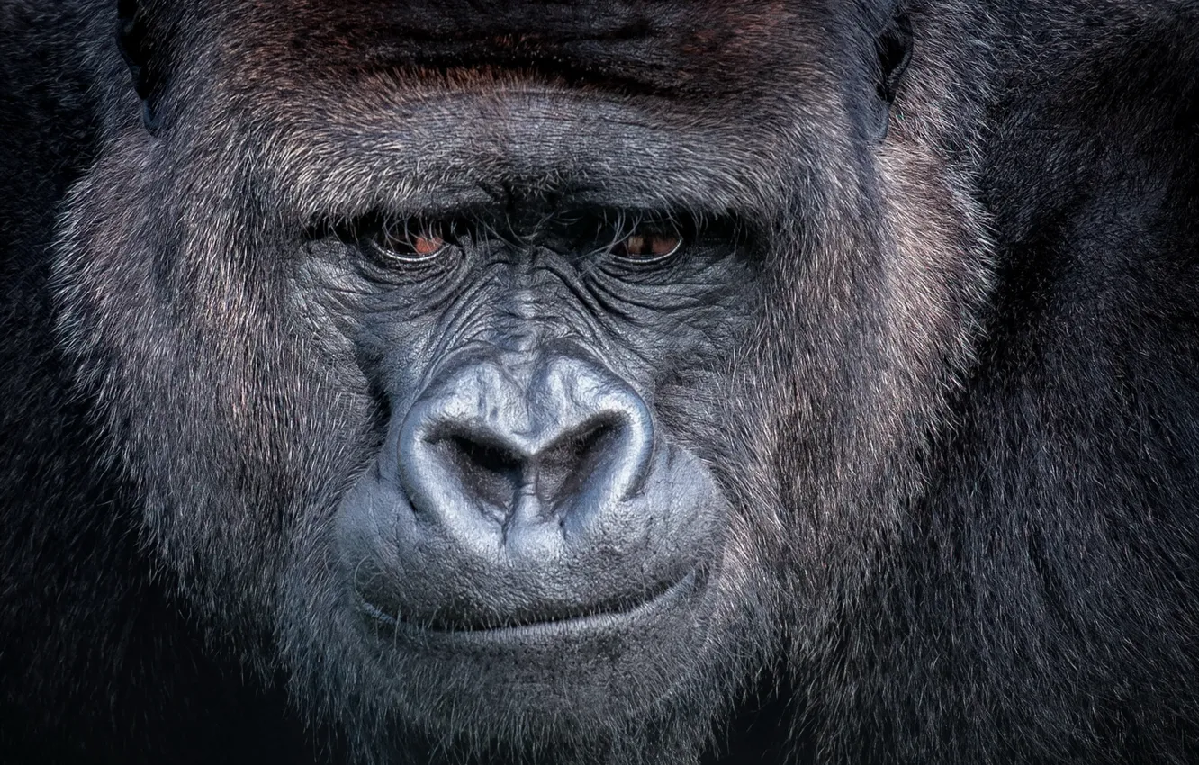 Фото обои взгляд, обезьяна, Gorilla