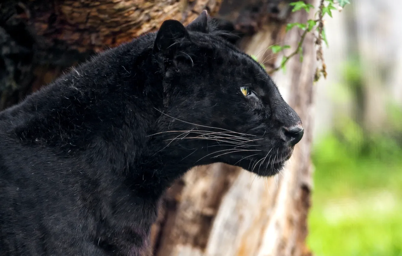 Фото обои черный, хищник, пантера, леопард, профиль
