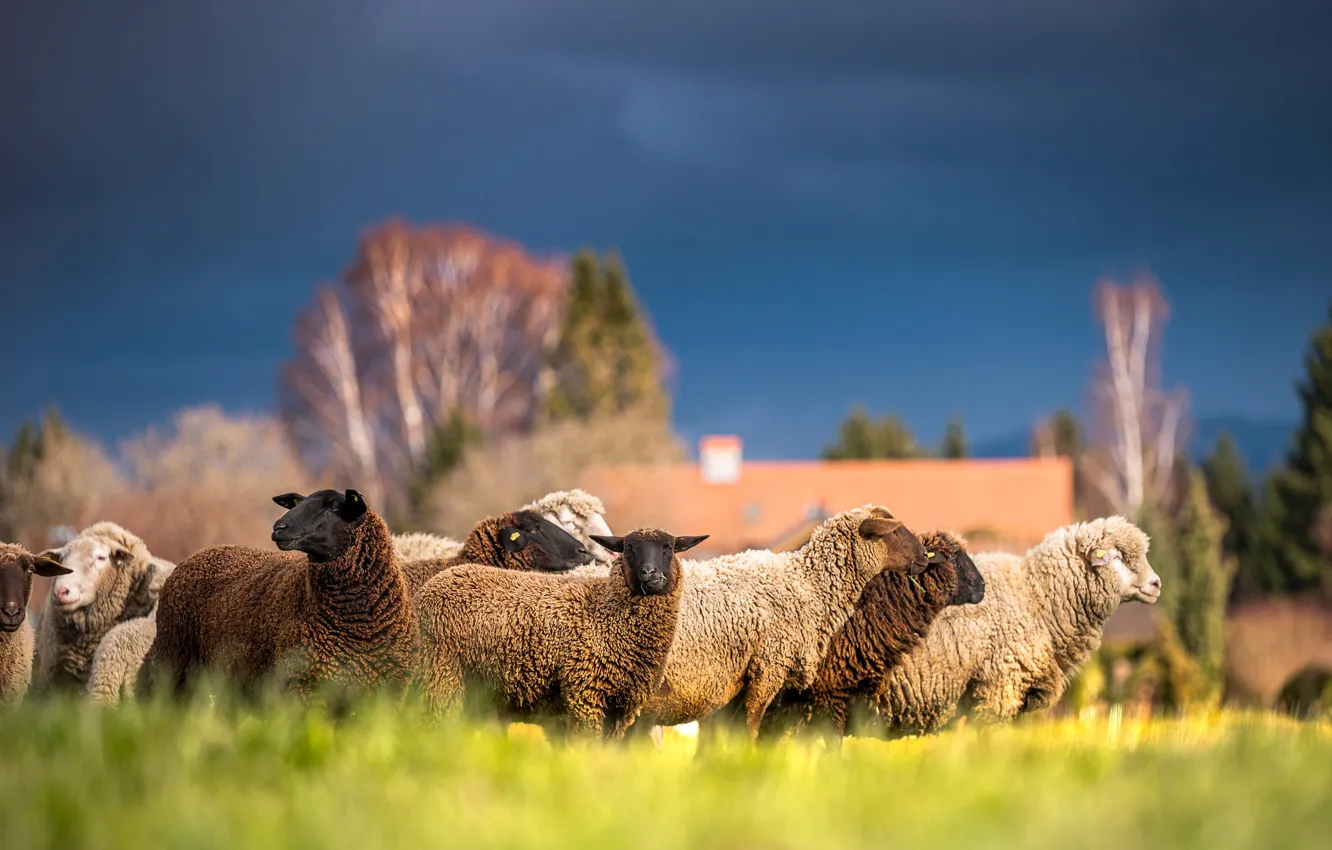 Фото обои поле, овцы, стадо, отара