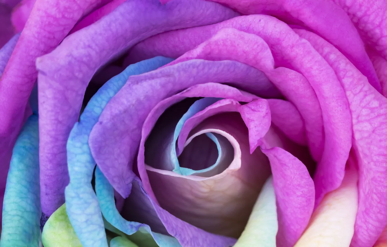 Фото обои цветок, макро, роза, радуга, бутон, rainbow, rose, flower