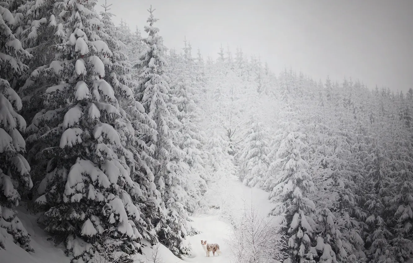Фото обои зима, лес, снег, друг, собака