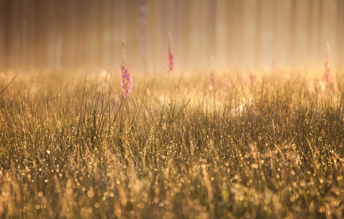 Фото обои трава, туман, утро