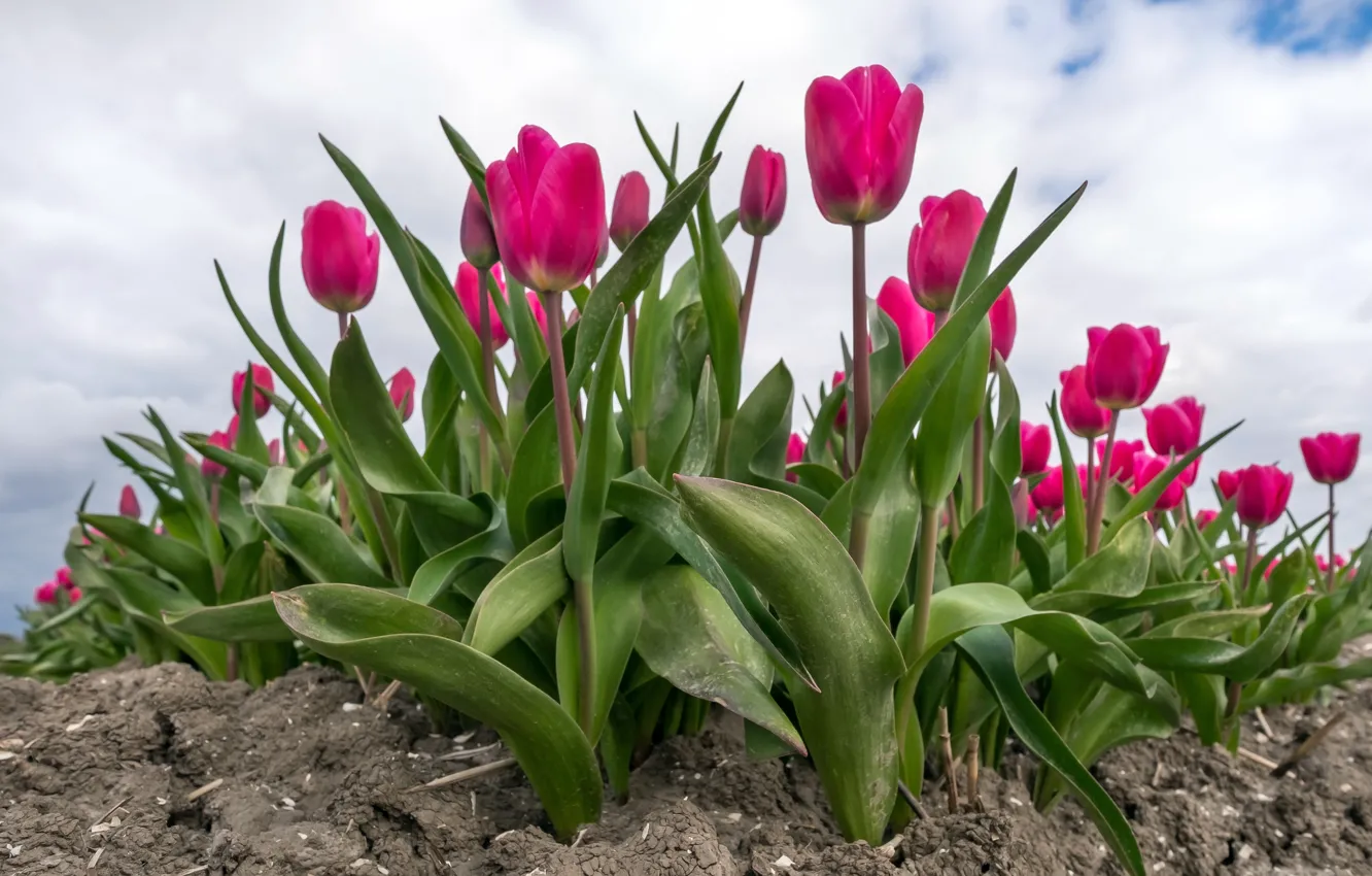 Фото обои цветы, весна, тюльпаны